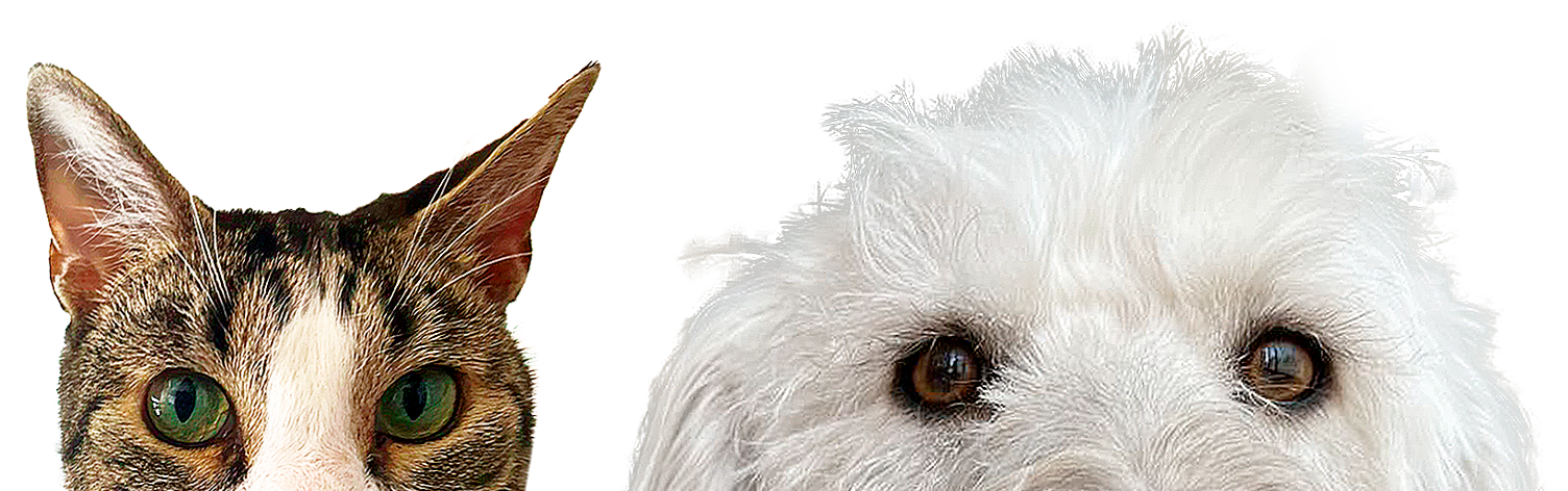 Portada de Banco sangre Canino Felino Hemopets