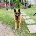 Fotografía Donante Canino