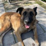 Fotografía Donante Canino