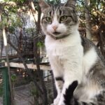 Fotografía Donante Felino