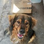 Fotografía Donante Canino