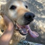 Fotografía Donante Canino